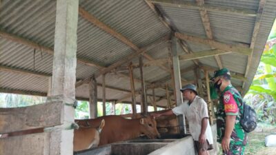 Antisipasi Wabah PMK, Babinsa Koramil 02/Susut Kembali Pantau Ternak Sapi Warga