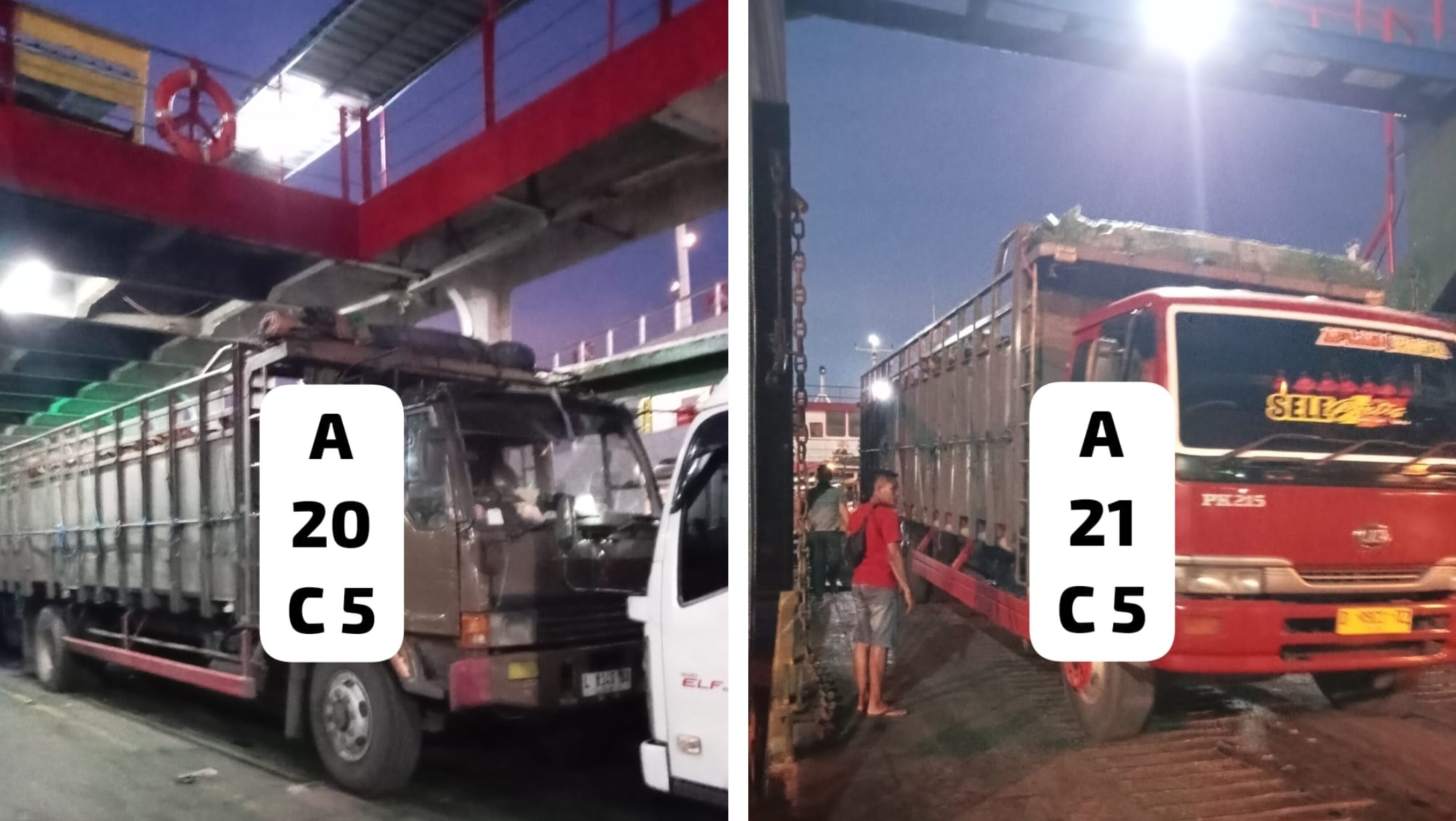 Diduga Lolos dari Pengawasan, Sapi Bali Betina Diseberangkan dari Gilimanuk ke Jawa