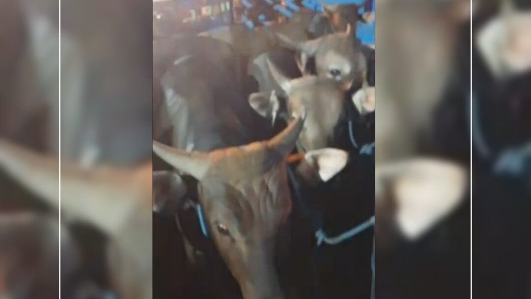 Diduga Lolos dari Pengawasan Karantina Gilimanuk, Truk Fuso Angkut 15 Sapi Tanpa Eartag Disorot