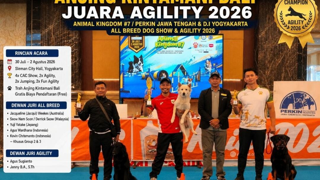 Anjing Kintamani Bali Ukir Prestasi Gemilang, Juara Agility 2026 di Ajang Bergengsi Animal Kingdom #7 Yogyakarta