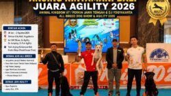 Anjing Kintamani Bali Ukir Prestasi Gemilang, Juara Agility 2026 di Ajang Bergengsi Animal Kingdom #7 Yogyakarta